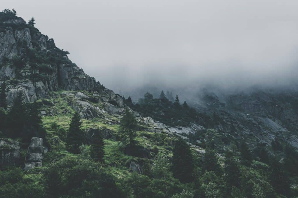 green leafed trees during fog time 167684.jpg